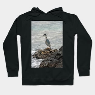 Black-crowned night heron of hawaii 7 Hoodie